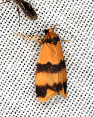 Stenoscaptia venusta