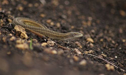 Coppery Grass Lizard, Chamaesaura aenea