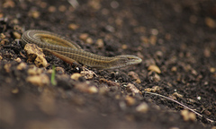 Coppery Grass Lizard photo 3