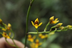 Cyrtochilum densiflorum