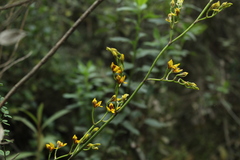 Cyrtochilum densiflorum