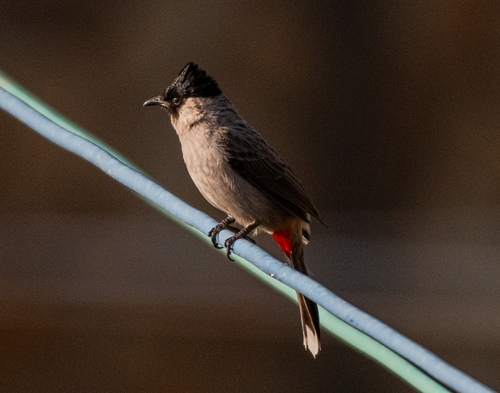 Sooty-headed Bulbul