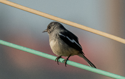 Oriental Magpie-Robin