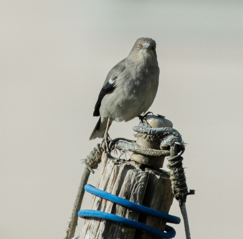 White-shouldered Starling