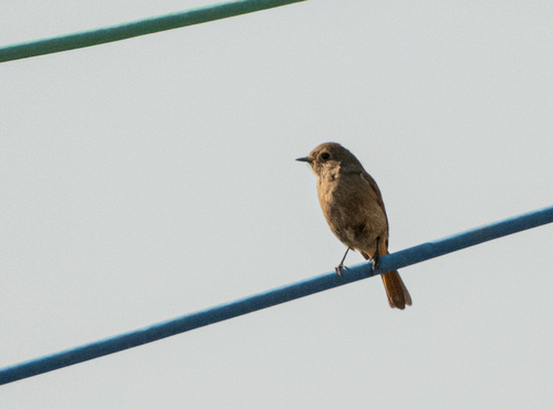 Daurian Redstart