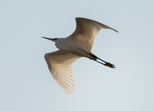 Little Egret