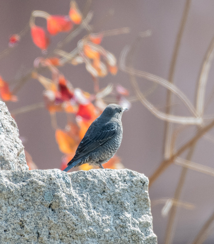 Blue Rock-Thrush