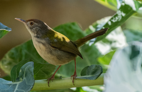 Common Tailorbird