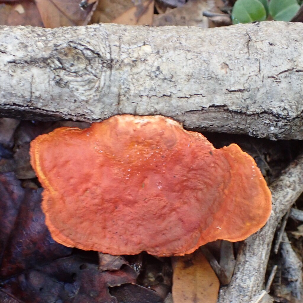 Trametes sanguinea · December 2025 · photo: © larry216 (iNaturalist, cc-by)