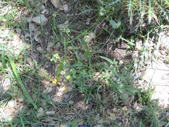 Ptilostemon hispanicus