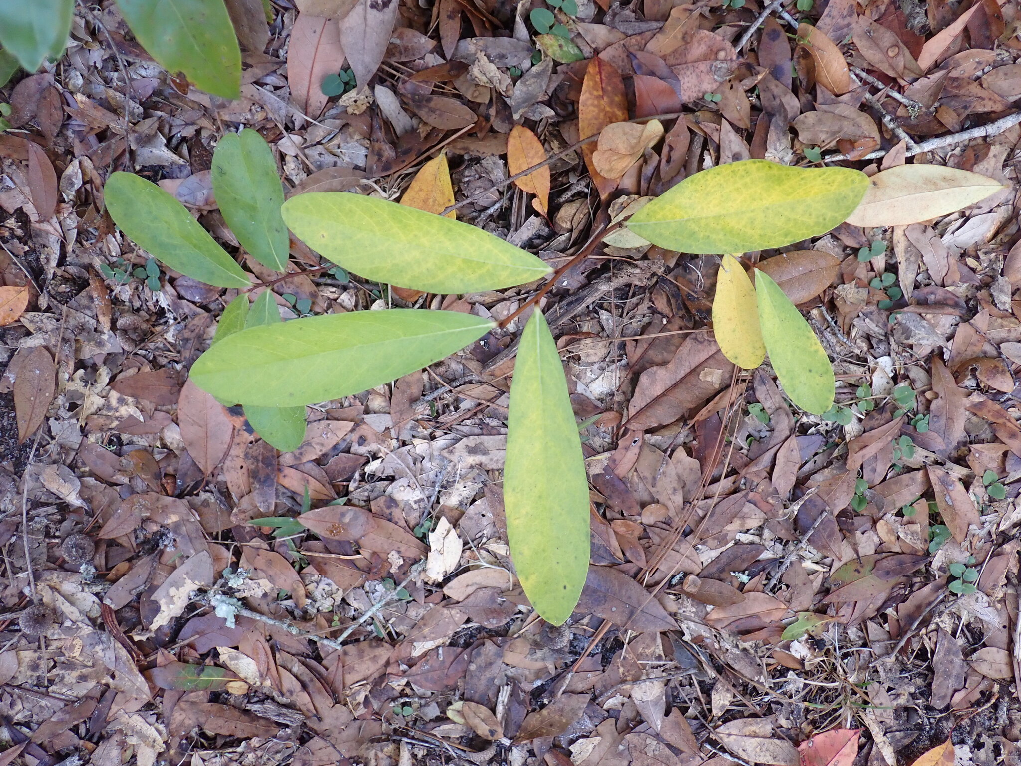 Dwarf Pawpaw (Asimina pygmaea)