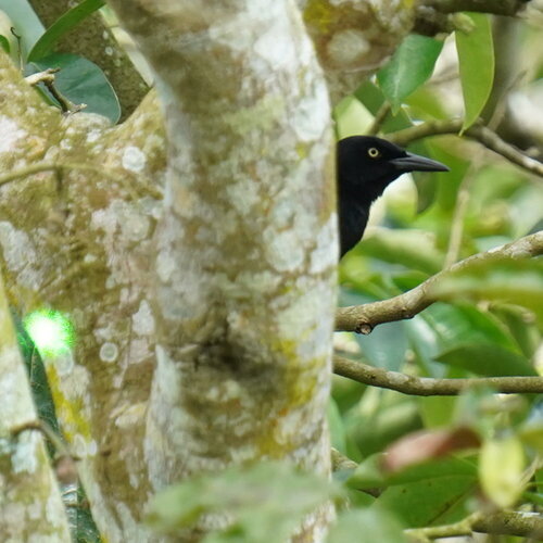 Nicaraguan Grackle (Quiscalus nicaraguensis), photo 10