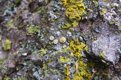 Caloplaca ulmorum
