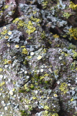Caloplaca ulmorum