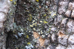 Caloplaca ulmorum