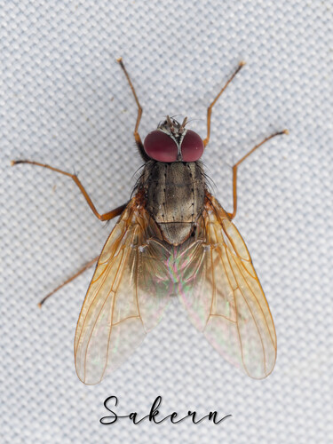 Dichaetomyia bibax