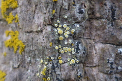 Caloplaca ulmorum