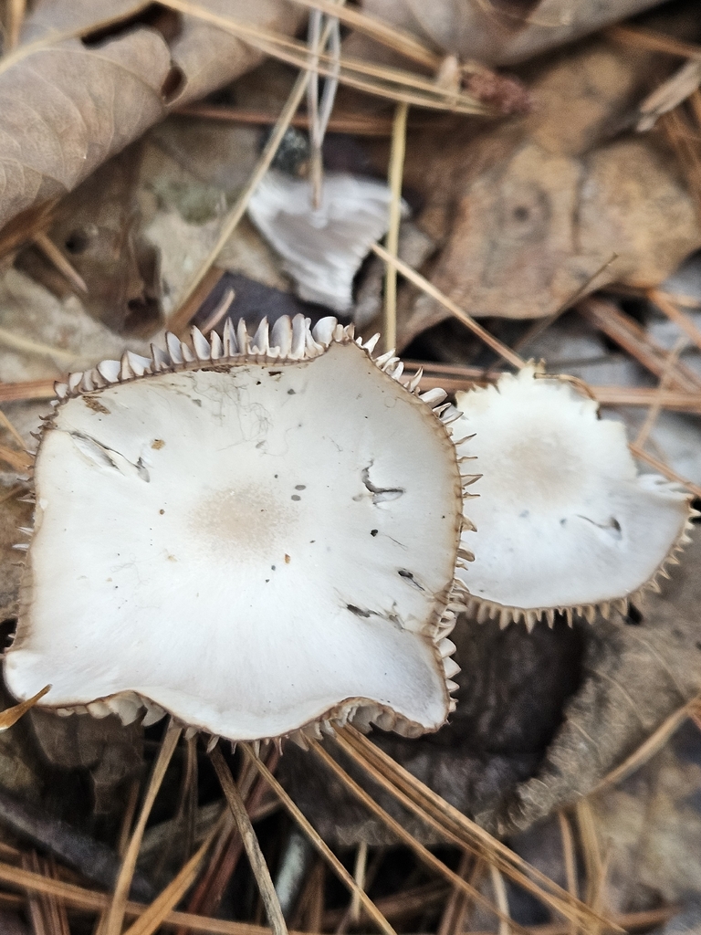 Cuphophyllus lacmus