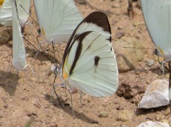 Ganyra