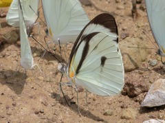 Ganyra