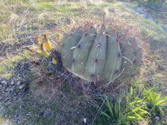 Ferocactus wislizeni