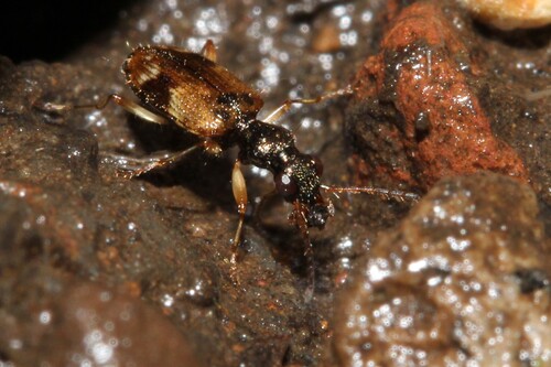 Lachnophorus pictipennis
