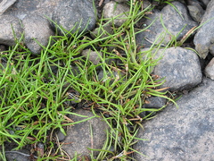Littorella uniflora