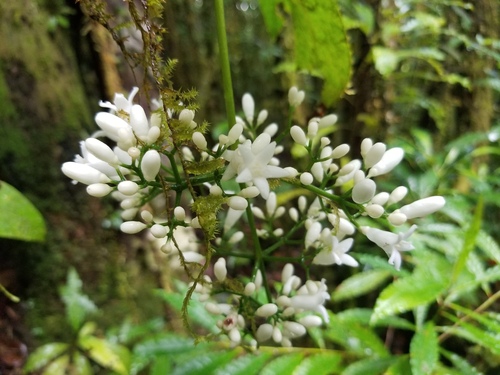 Psychotria calothyrsa