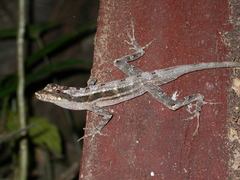 Anolis lemurinus