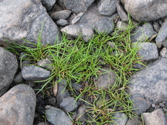 Littorella uniflora