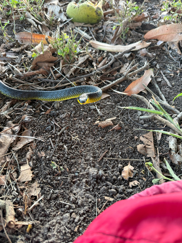 Common Tree Snake sighting