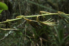 Tillandsia denudata