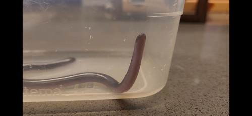 Prong-snouted Blind Snake sighting