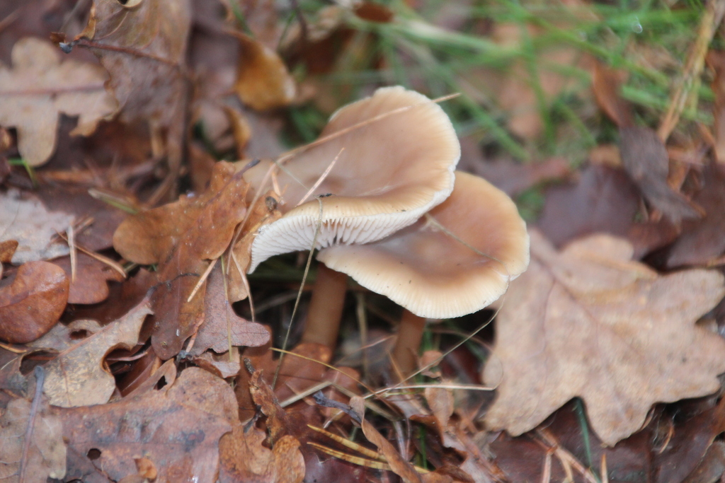 Rhodocollybia asema · December 2025 · photo: © erwinsieben (iNaturalist, cc0)