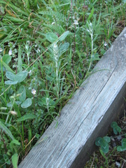 Omalotheca sylvatica