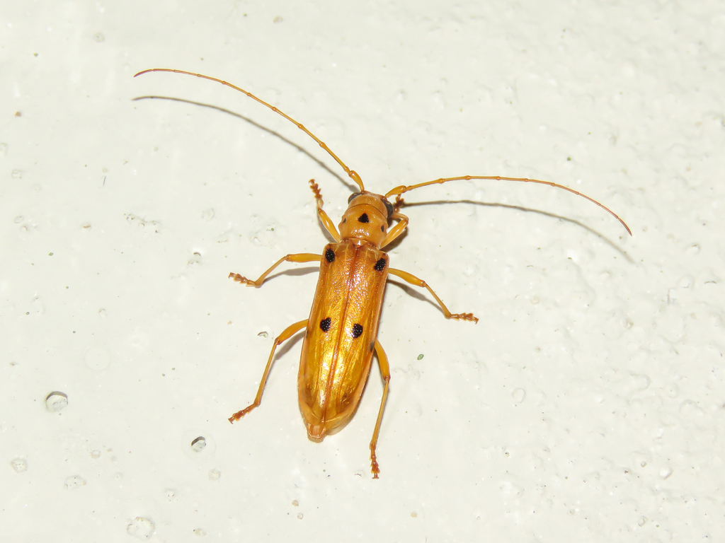 Paraliostola nigramacula