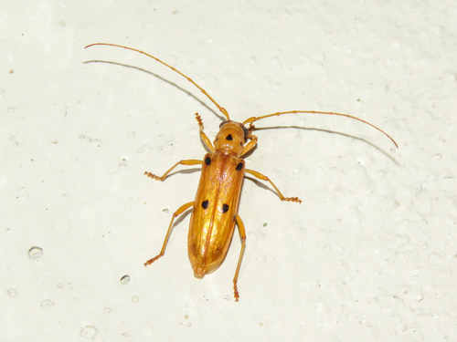 Paraliostola nigramacula