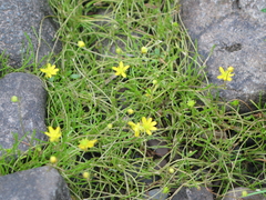 Ranunculus flammula filiformis