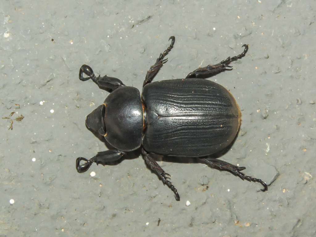 Surutu seabrai