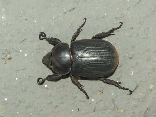 Surutu seabrai