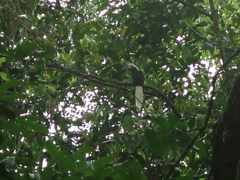 Berenicornis comatus