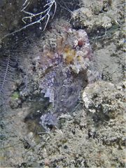 Centrogenys vaigiensis