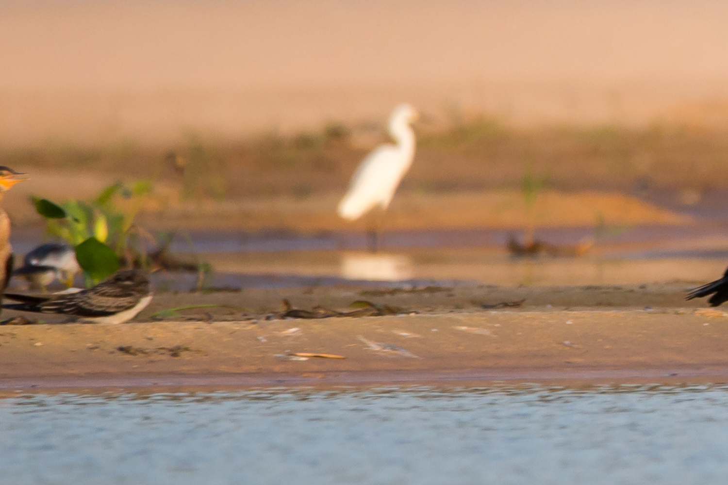 Sand-colored Nighthawk (Chordeiles rupestris), photo 7