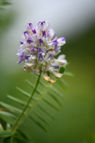Wood Bitter-vetch (Vicia orobus)