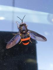 Syndipnomyia auricincta