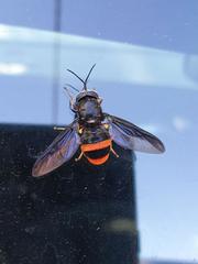 Syndipnomyia auricincta