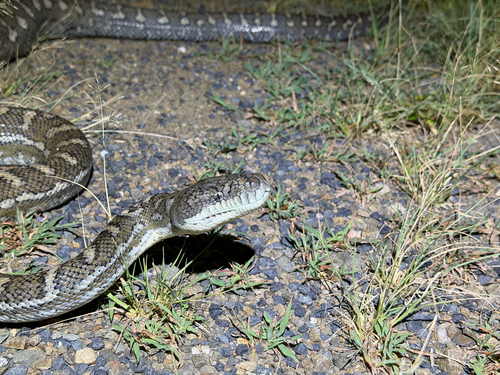 Coastal Carpet Python sighting