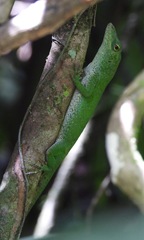 Anolis