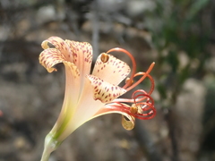 Alstroemeria versicolor