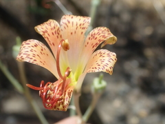Alstroemeria versicolor